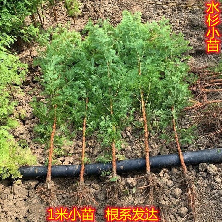水杉树苗盆景盆栽室内绿植微型办公室植物红豆杉水杉小苗造型苗