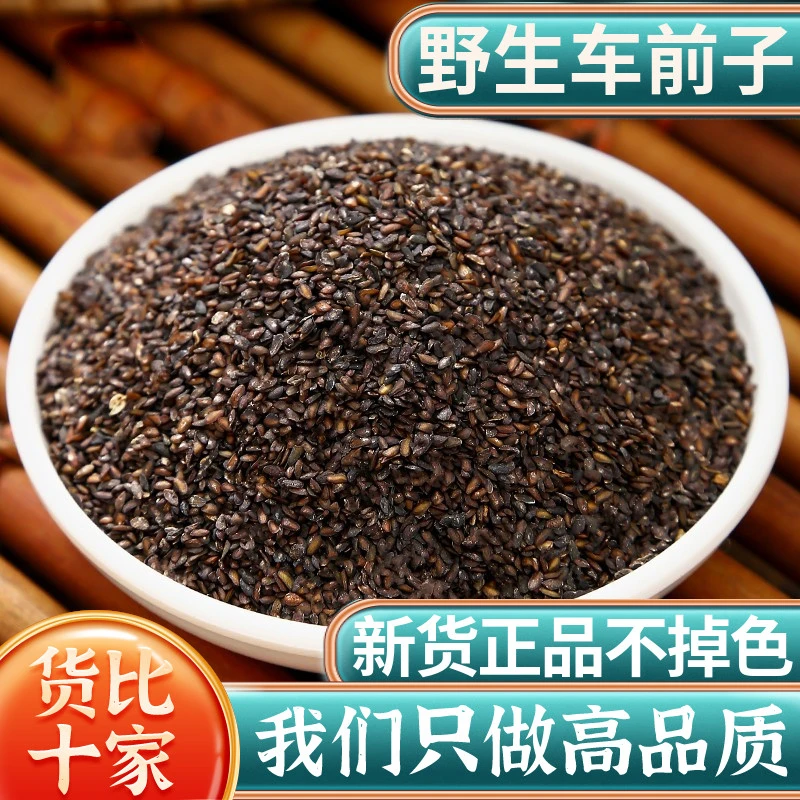 野生江西车前子大别山车前子车前籽车前草籽车前子茶车前草西洋参