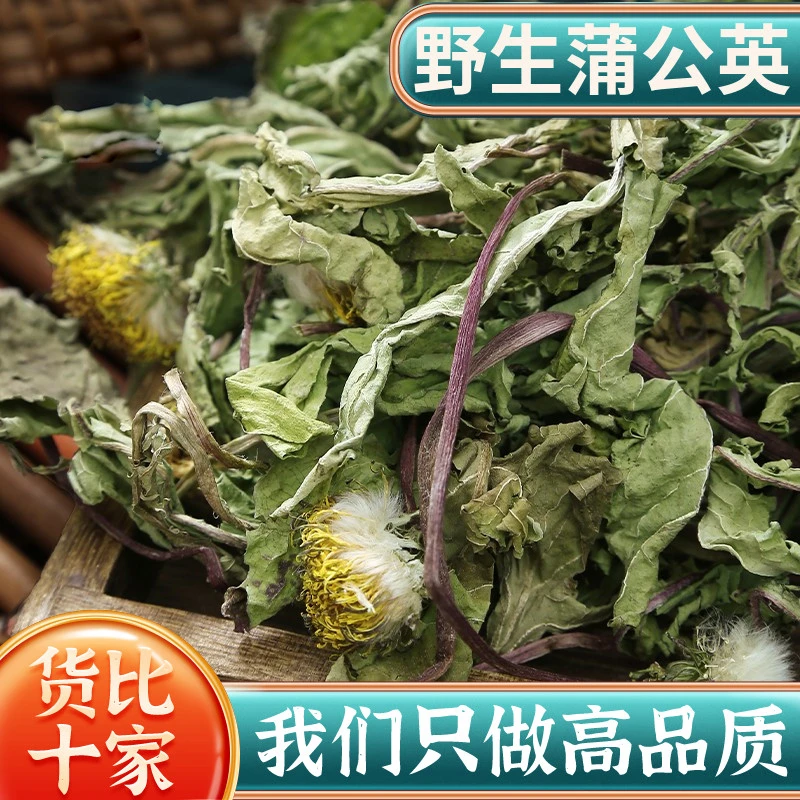 长白山野生蒲公英根茶蒲公英茶整枝蒲公英正品浦公英西洋参泡水茶