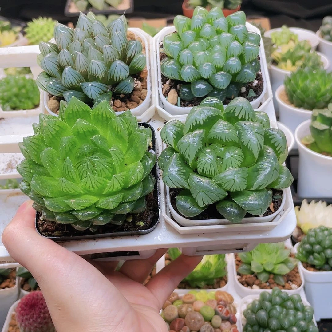 玉露四件套多肉，原盆