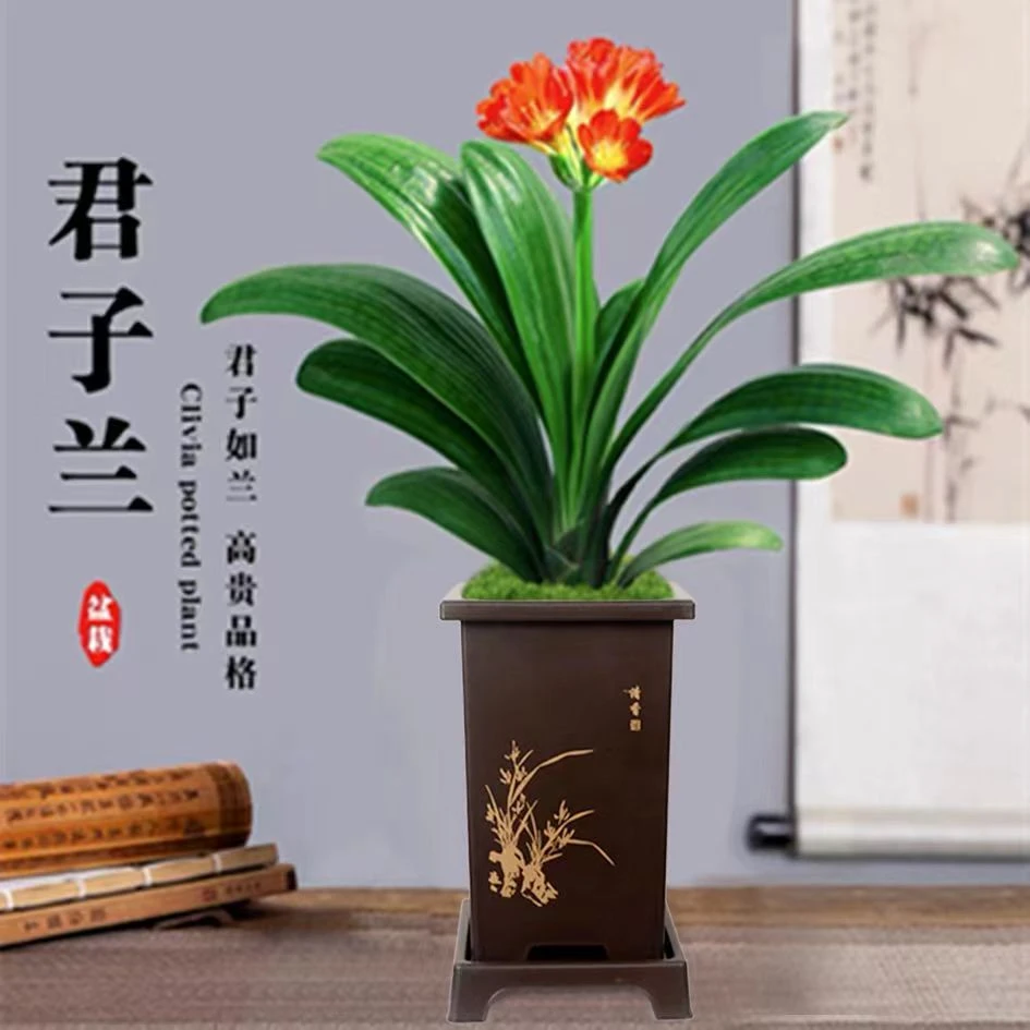 君子兰盆栽开花植物室内常绿好养花卉观花植物