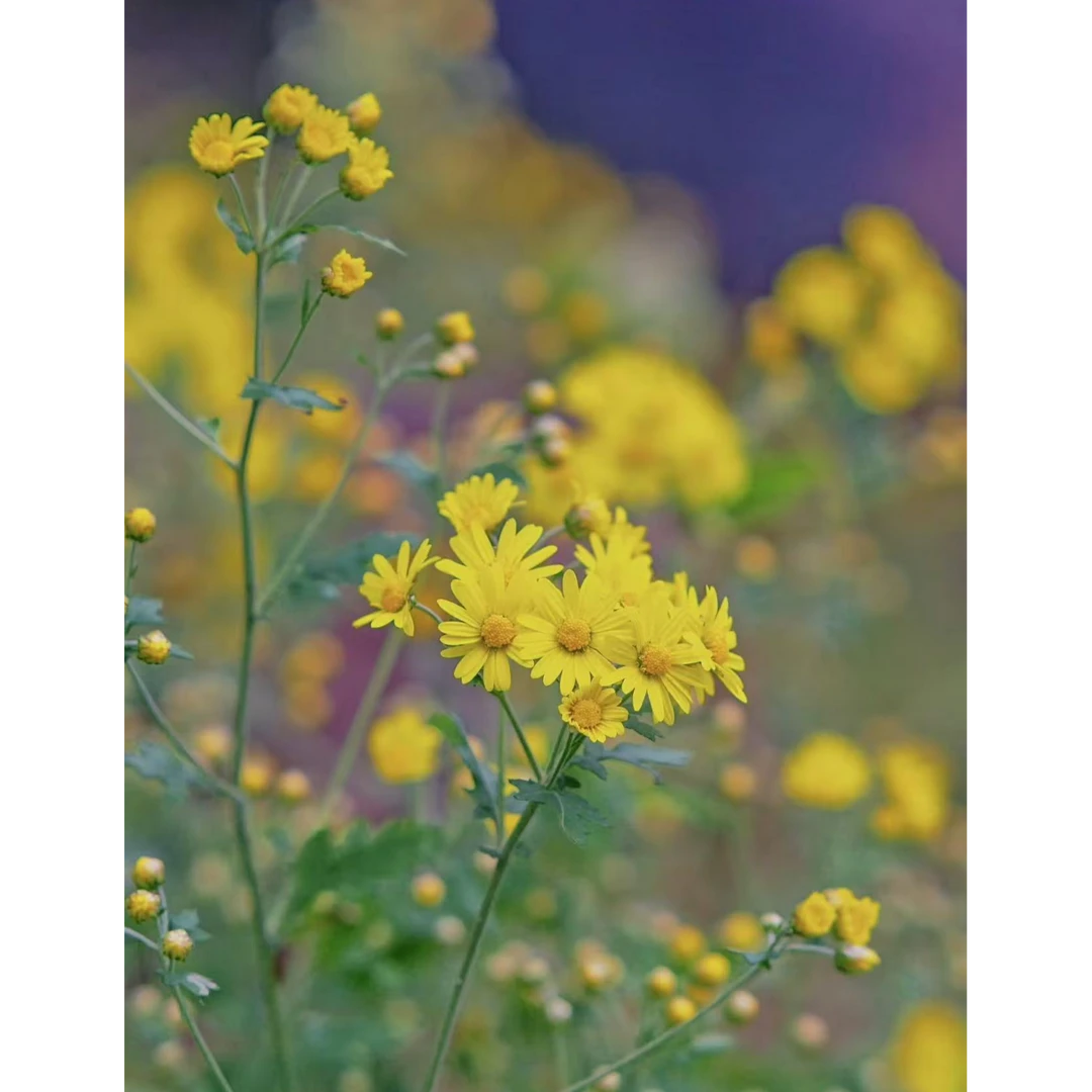 野菊花黄虎盆景菊木本菊花耐寒耐热多年生阳台庭院绿植