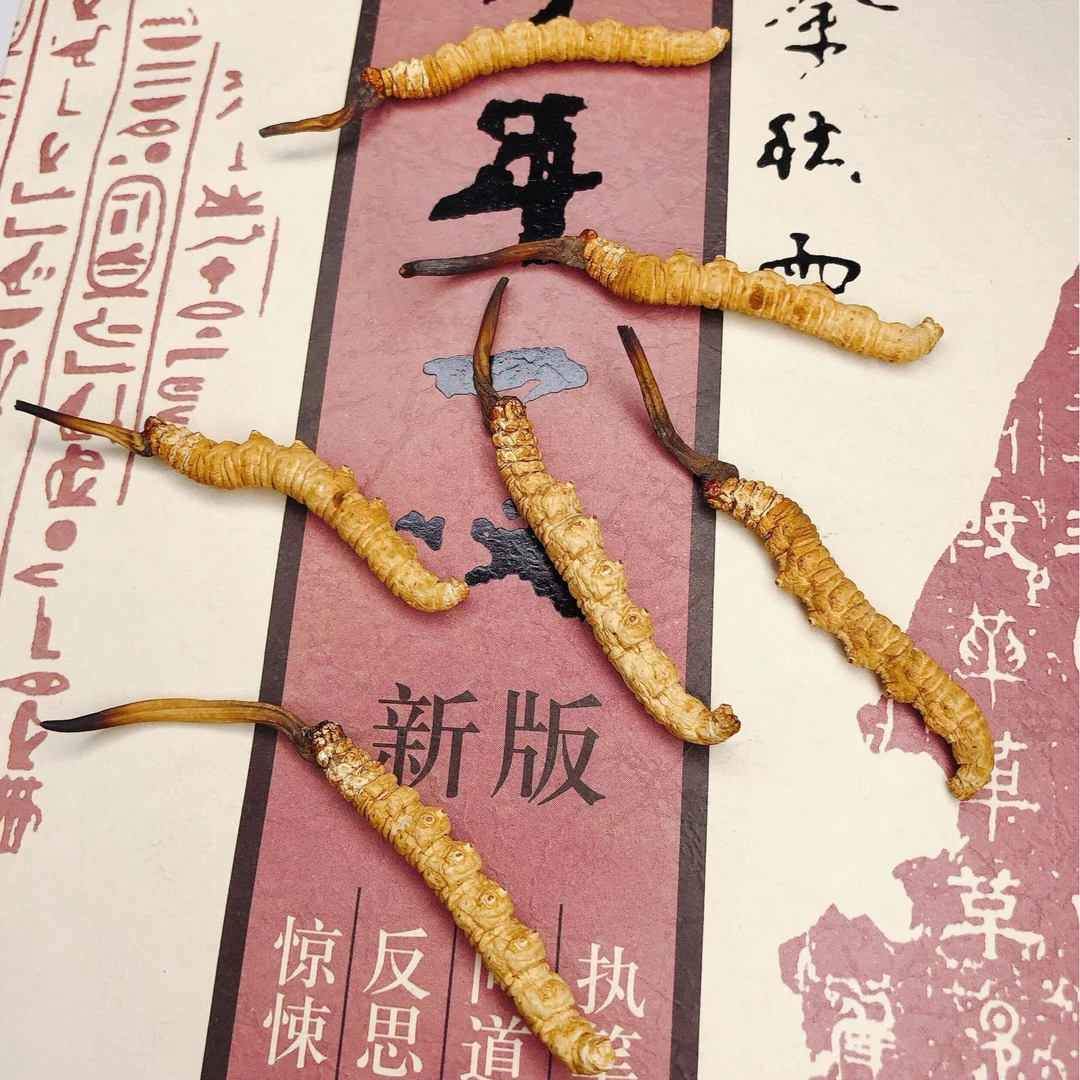 【VIP专属】冬虫夏草王中王4根1克/40根