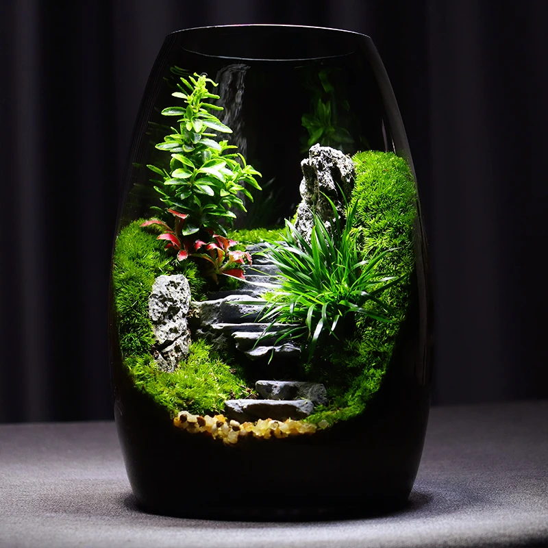 青苔上品【步步高升】苔藓微景观创意桌面绿植室内摆件成品高端礼物