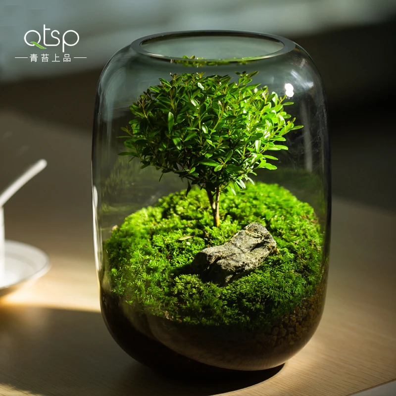 青苔上品【生命之树】爆款小叶赤楠绿植景观办公室盆景送礼礼物成品