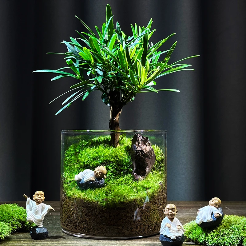 青苔专属【罗汉小树】创意绿植微景观懒人植物成品办公室创意盆景