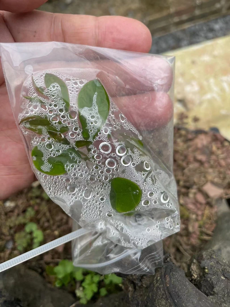 PE嫁接套袋组合  嫁接套袋 自封袋 保温 保湿 提高成活率 透明色