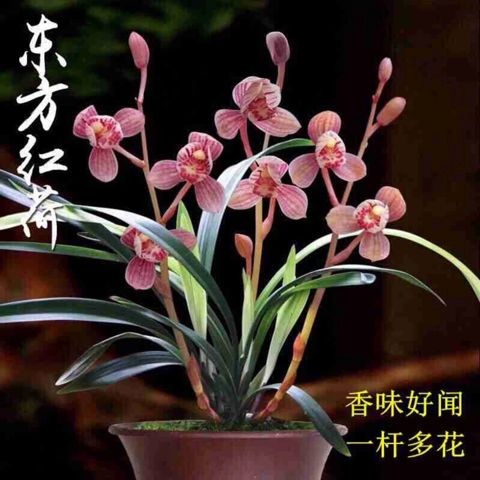 建兰四季兰 东方红荷 夏带浓香 自家兰棚养植