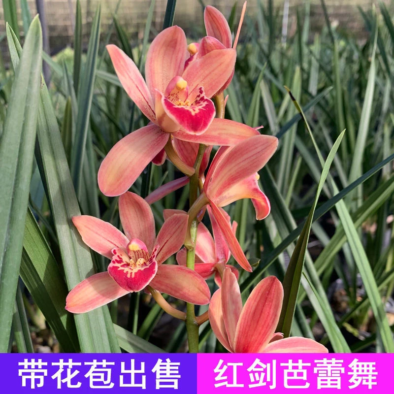 直播间 芭蕾舞 浓香型 兰花