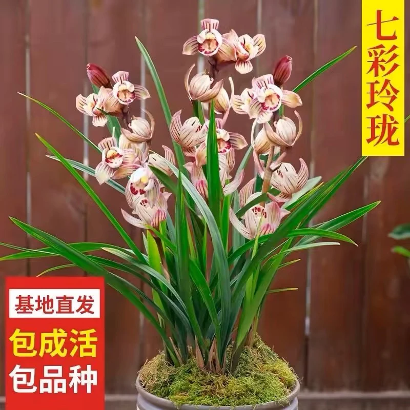 兰花苗 金荷 夏季带花苞建兰四季兰花卉观花植物室内四季客厅卧室
