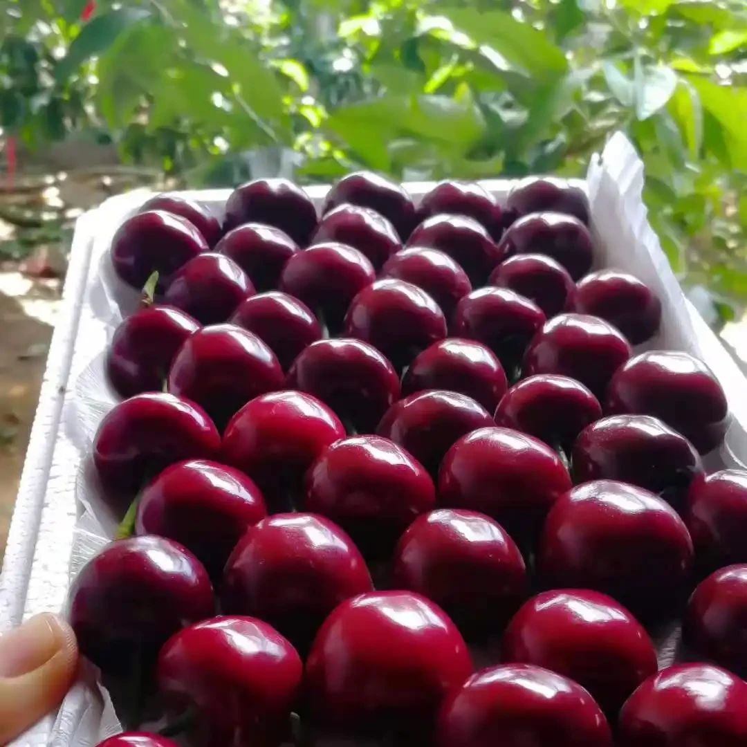 【天扬甄选】智利车厘子 4J 3斤