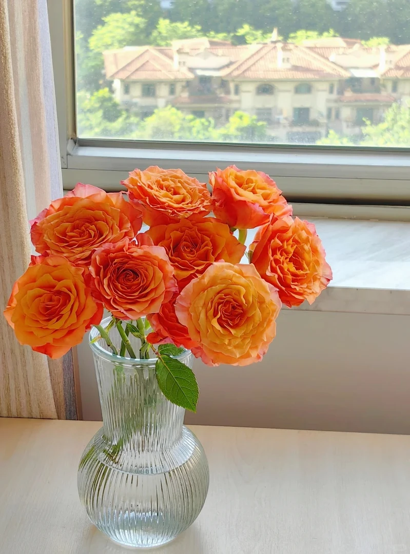 【火灵鸟】橘色系 开爆开炸  5℃以下地区必拍保温棉 不拍冻坏不售后