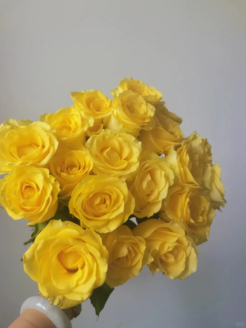 【浪漫沙滩】黄色系亮眼玫瑰 5℃以下地区必拍保温棉 不拍冻坏不售后