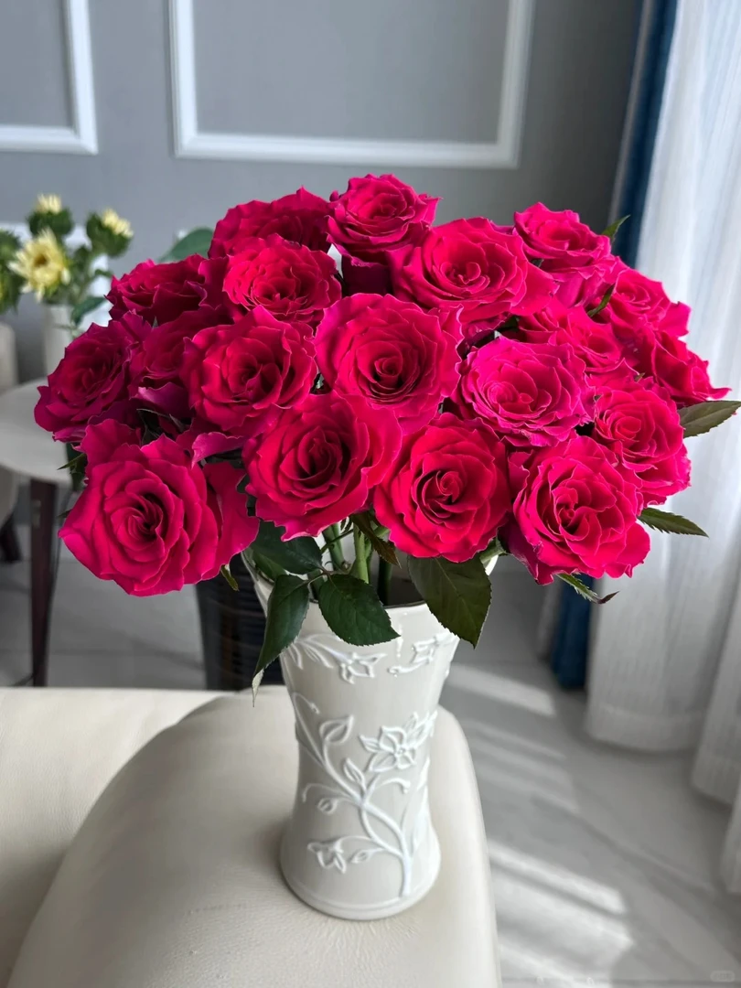 【高盛】艳丽 高调 玫红色 云南基地直发一单包邮 鲜切玫瑰