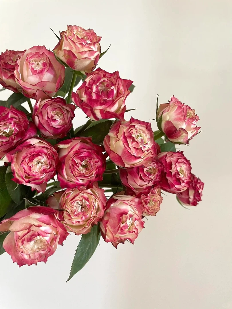 【活动专属】苹果杰克 高级 5℃以下地区必拍保温棉 不拍冻坏不售后