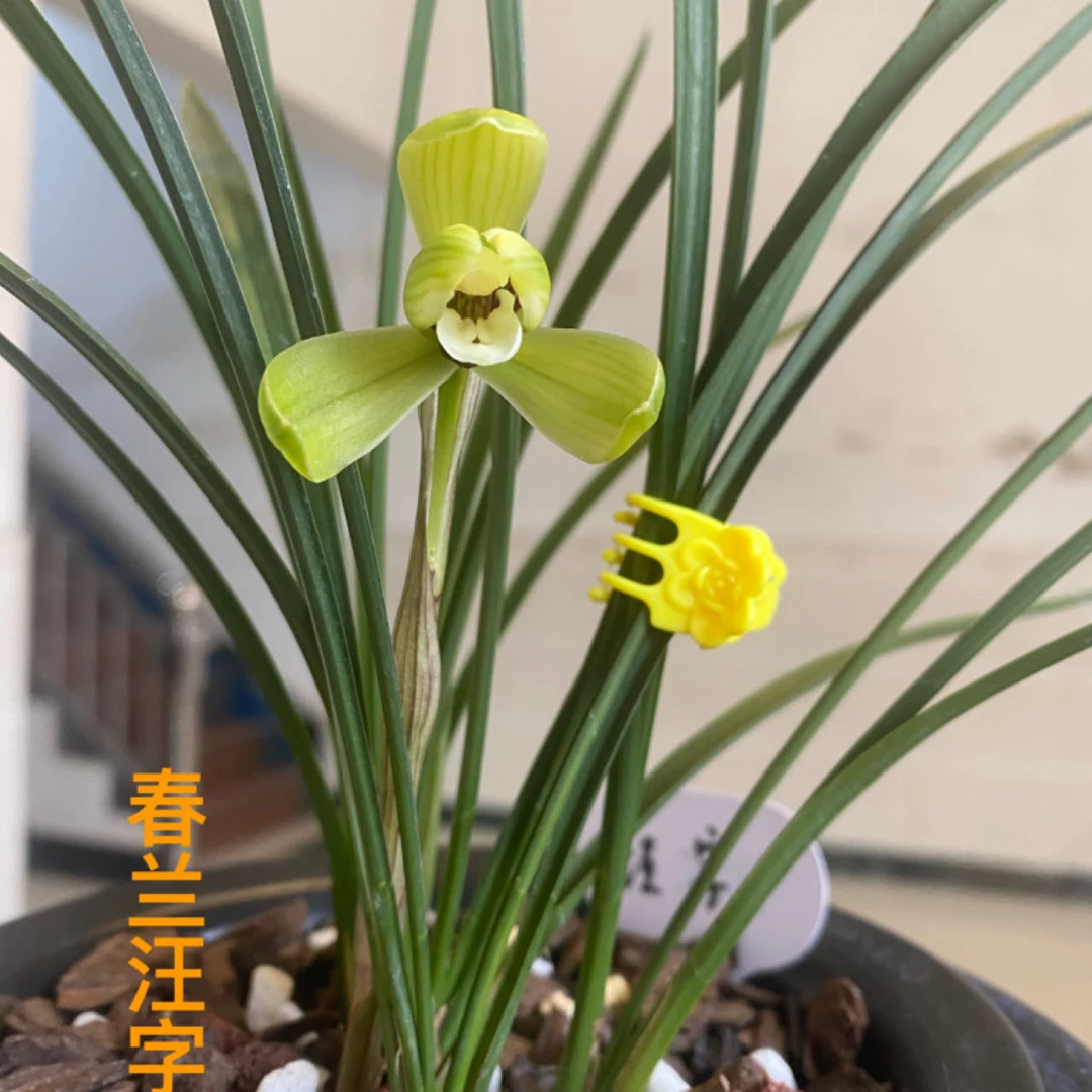 春兰.汪字.盆栽.颗粒植料种殖