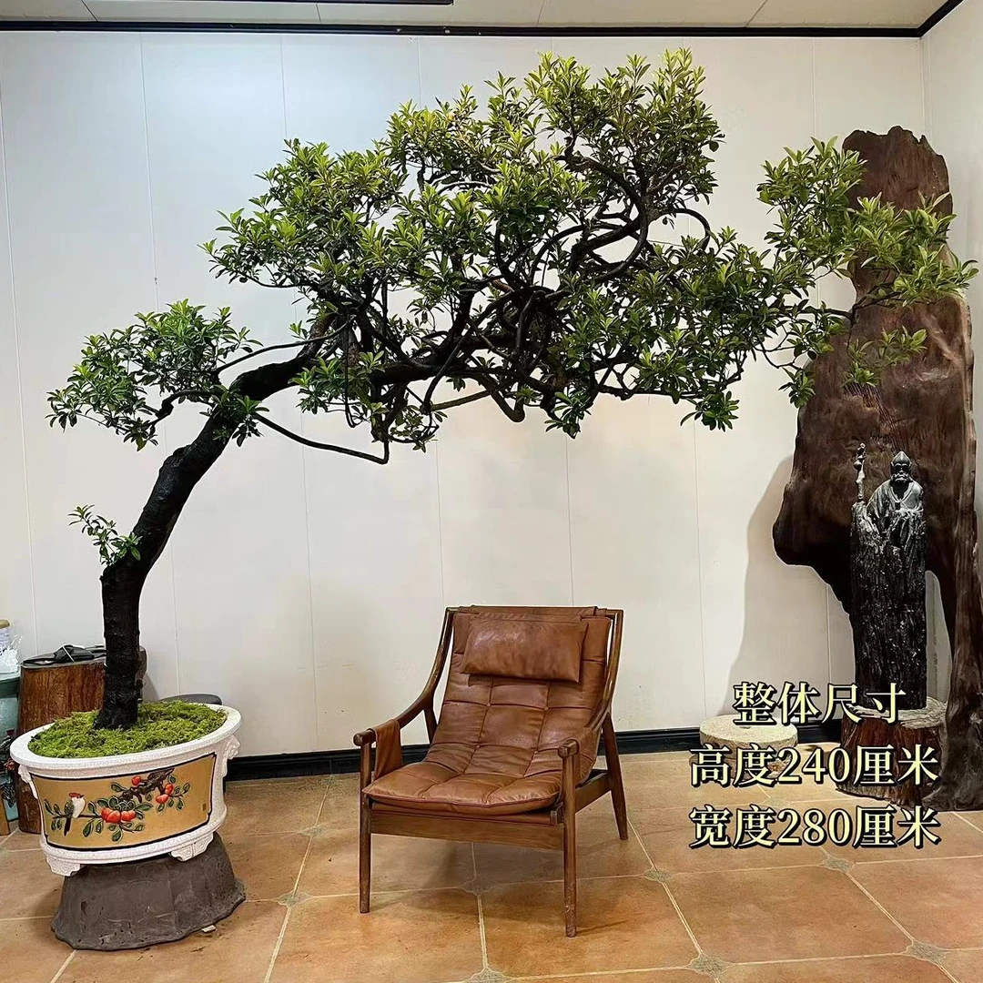 【叶胜园艺】海岛春花老桩精品盆景