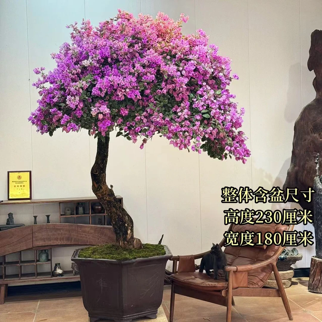 雪紫老桩三角梅【叶胜园艺】
