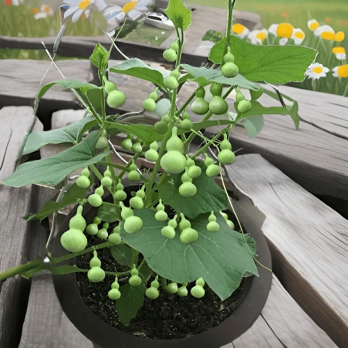 【阳台盆栽】手捻葫芦小葫芦种子籽观赏迷你金寸微型玩具蔬菜种子