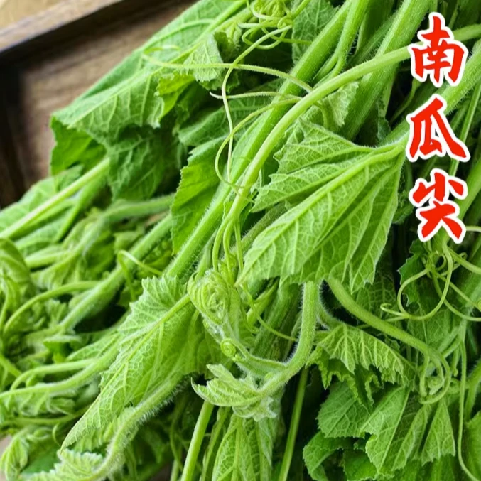 湖南怀化新鲜南瓜尖南瓜梗瓜藤南瓜藤农家现摘新鲜时令蔬菜1斤