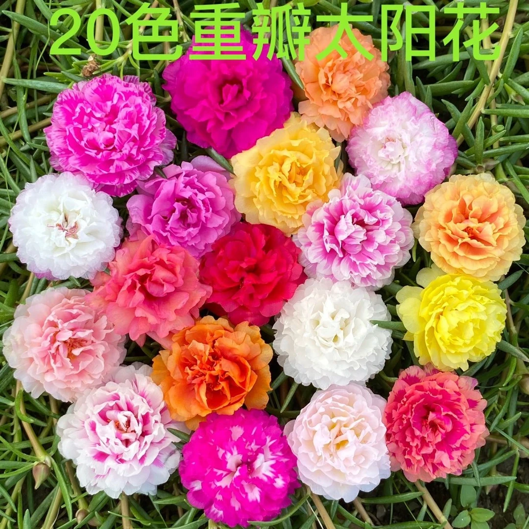 (带花苞)太阳花苗重瓣宿根混色四季开花庭院阳台绿植大花进口