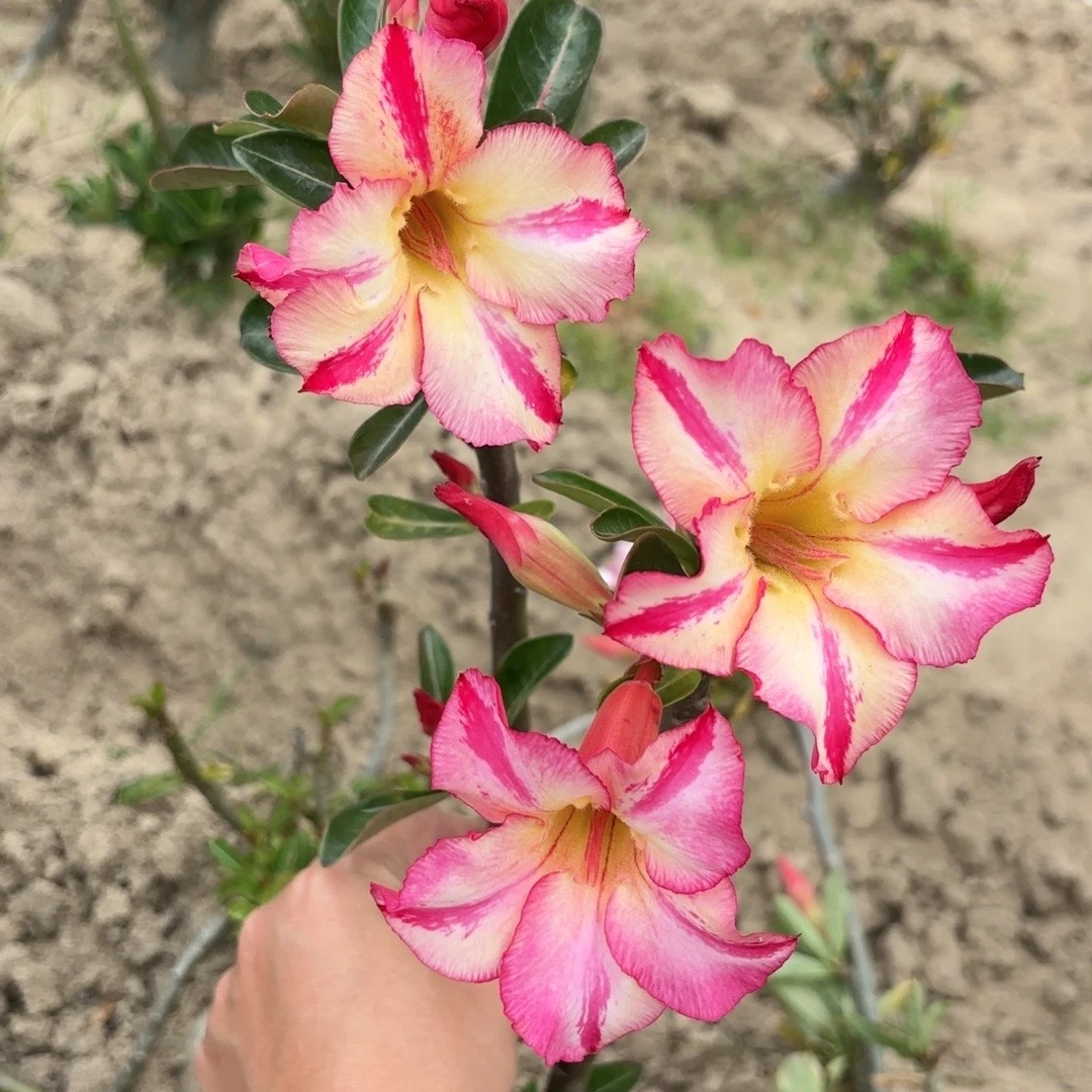 沙漠玫瑰原生裸根一物一拍