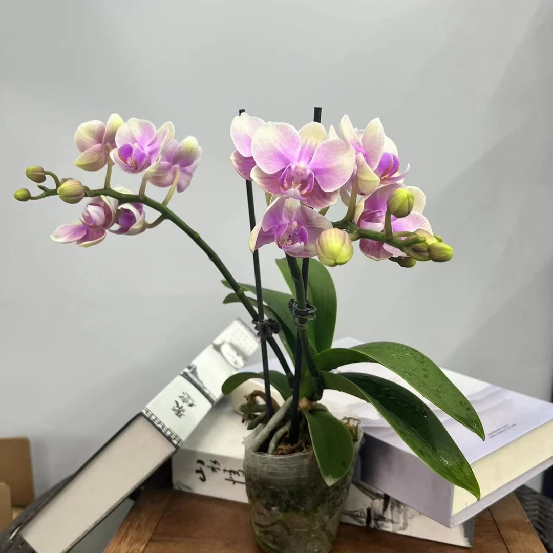 彩虹蝴蝶兰花盆栽带花苞花卉观花植物办公蝴蝶兰首播卖货阳台粉色