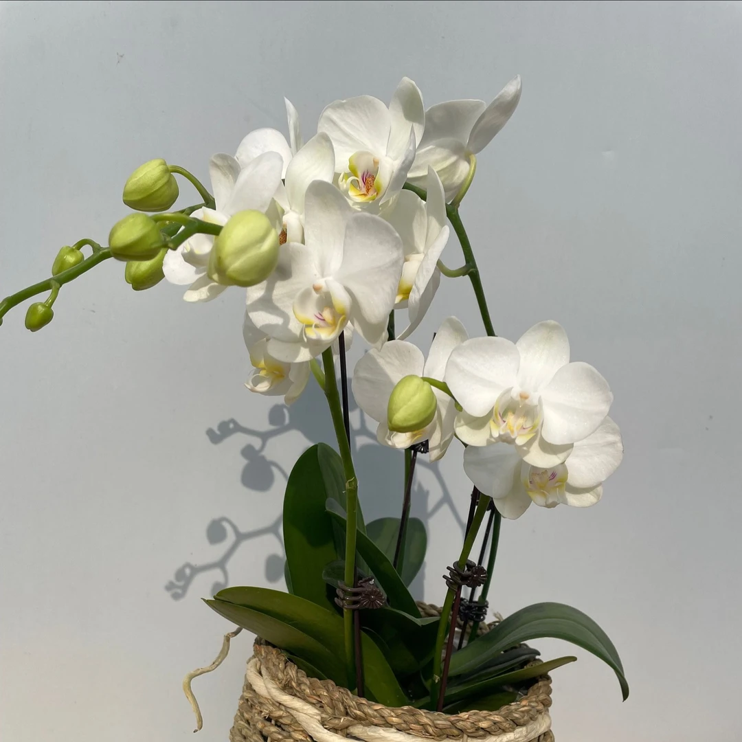 【阿玛】蝴蝶兰盆栽带花苞花卉观花植物室内阳台客厅首播卖货