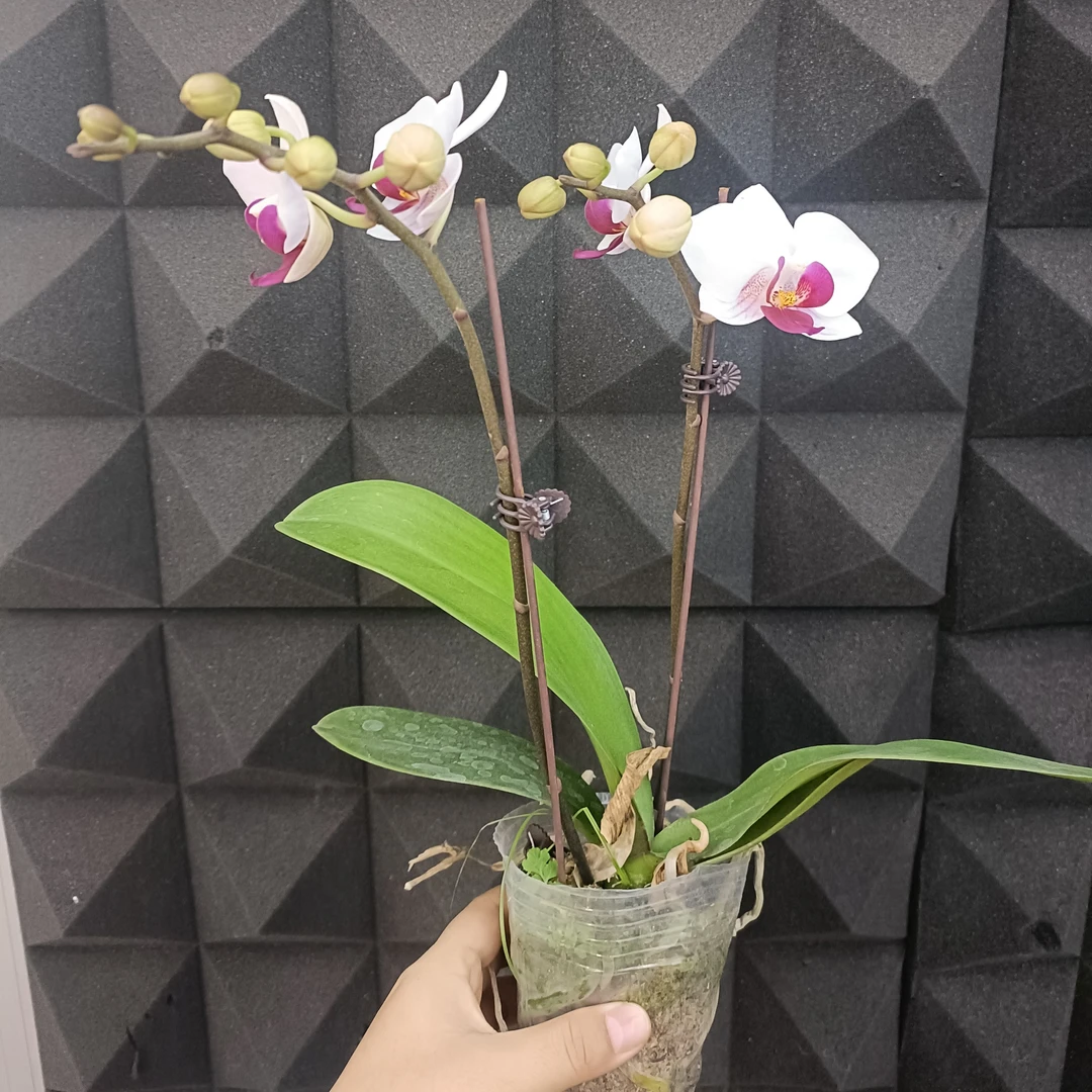 樱花小仙女豆蔻美人雪玉蝴蝶兰首播卖货带花苞客厅室内花卉