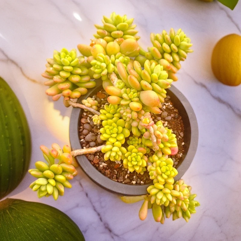 香格里拉#HH 雪山多肉  多肉植物好看新手闭眼入阳台庭院