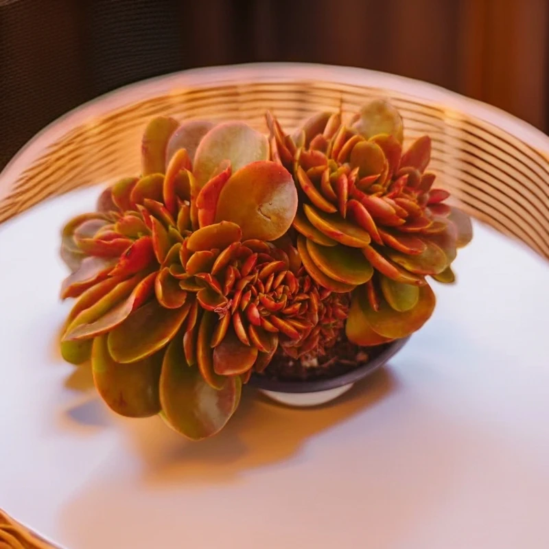 糖果缀120#HH  雪山多肉  多肉植物好看新手闭眼入阳台庭院