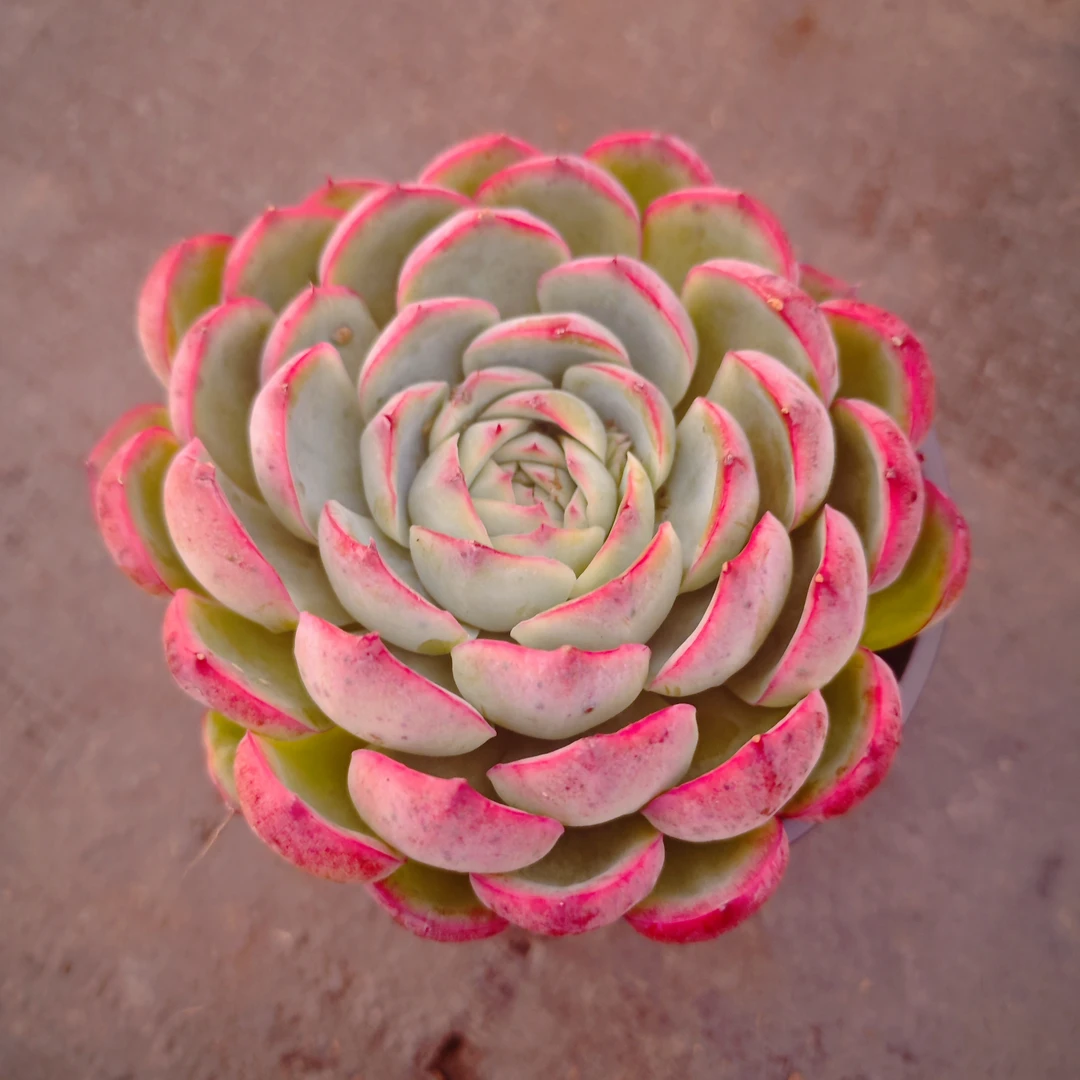 侧影单头#HH   雪山多肉  好看好养新手闭眼入 一单也包邮