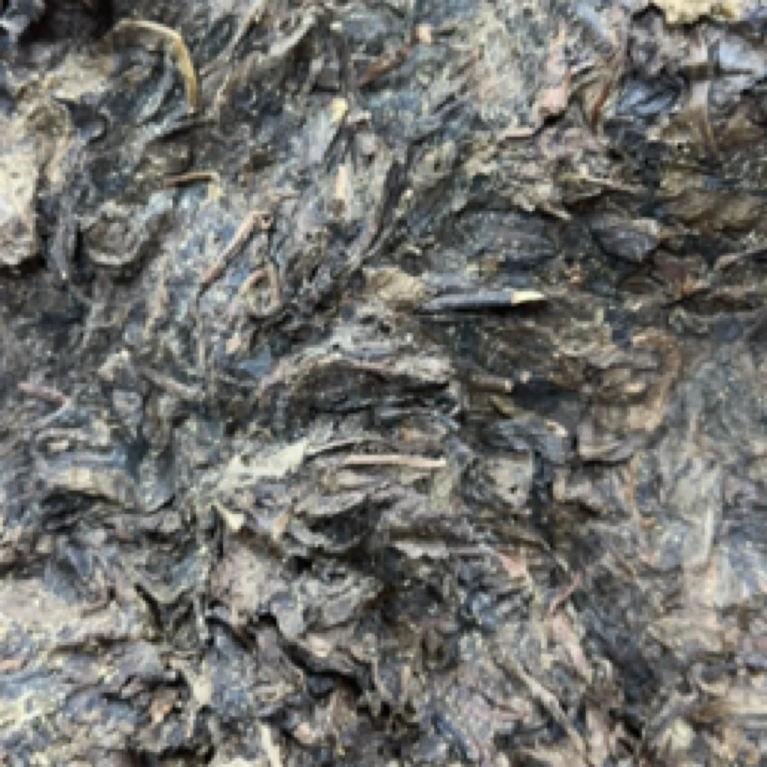 大渥茯安化黑茶2017年荒野千两茶2024年砍开（300克起