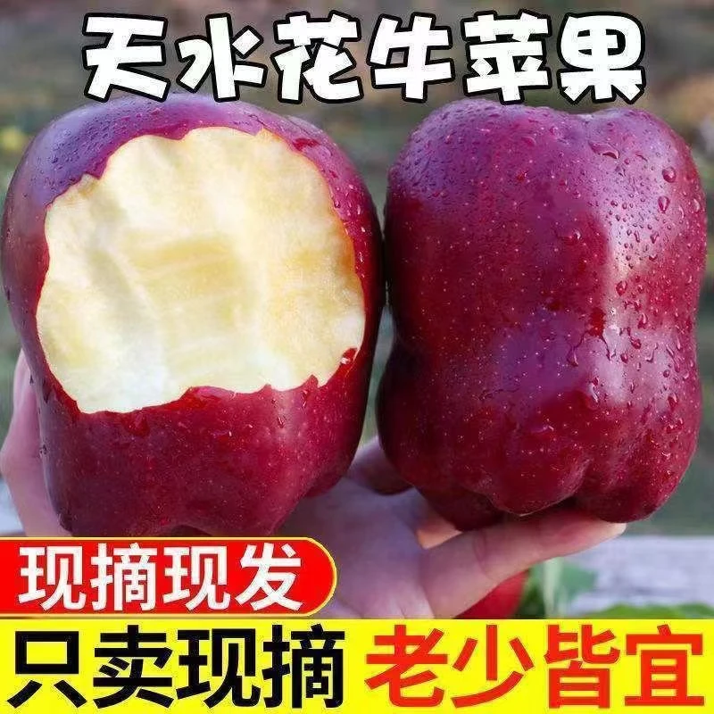 【顺丰包邮】甘肃天水花牛苹果水果蛇果新鲜水果现摘整箱10斤/5斤/3