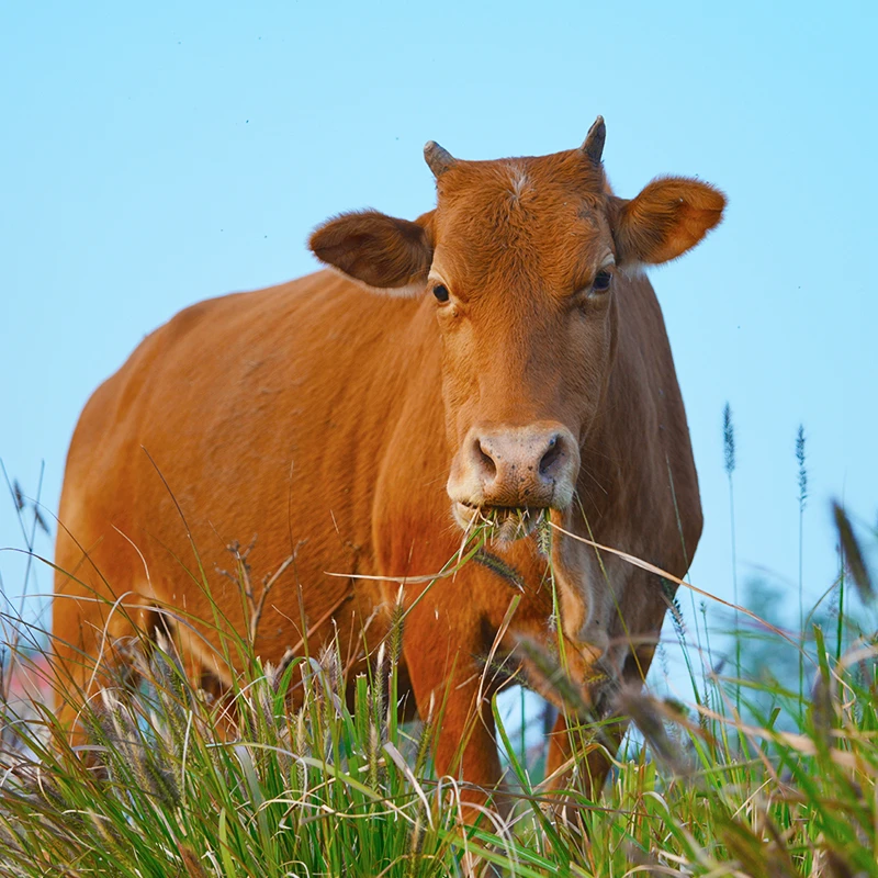 （图哥）黄牛肉湘西农家本地不打水土黄牛肉（牛腱子 牛里脊 吊龙）