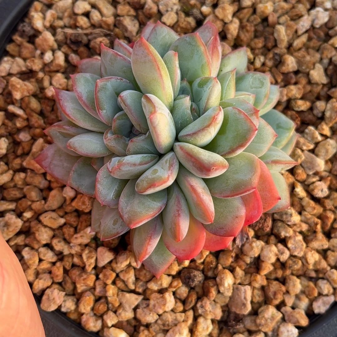 卡*橙梦露橙梦露橙梦露