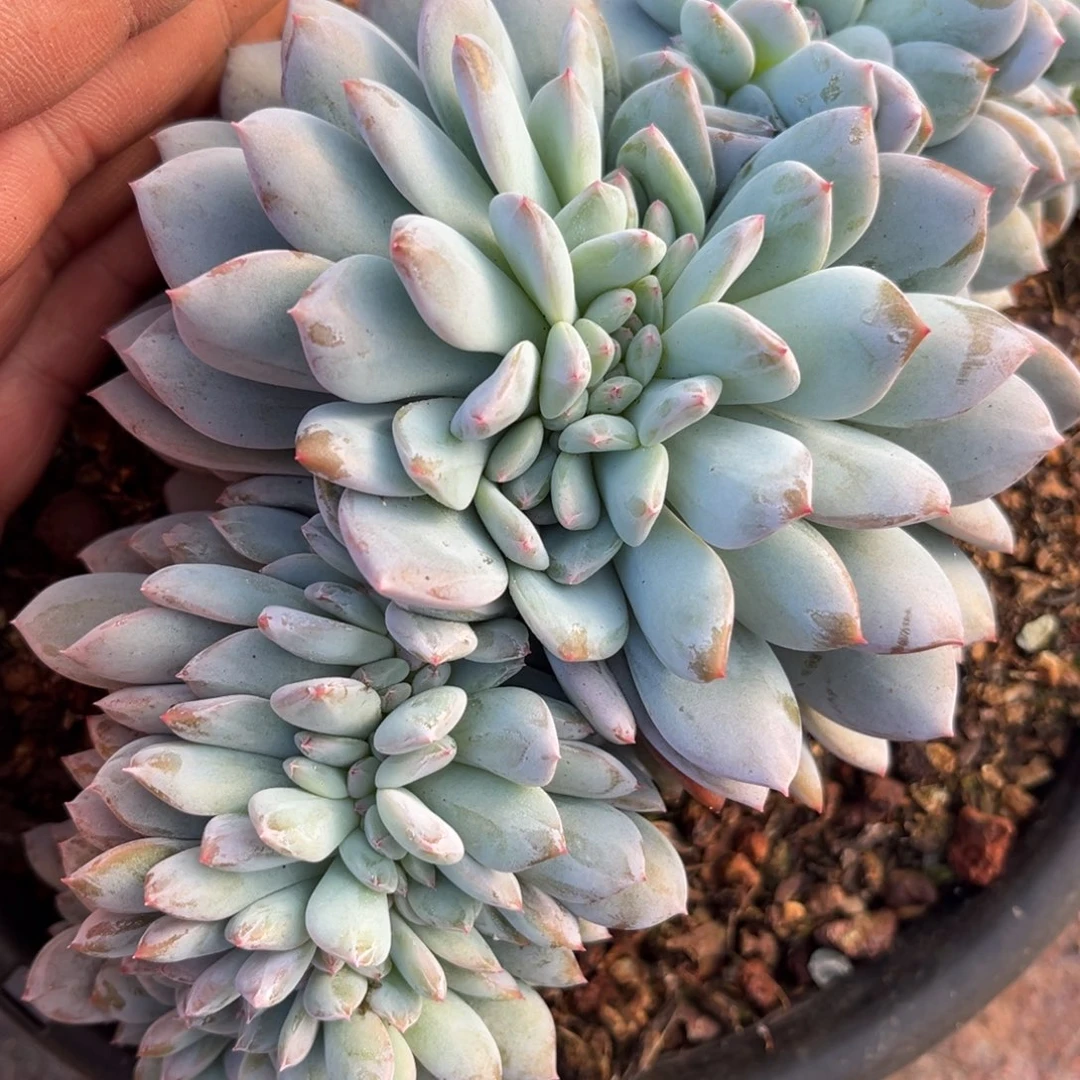 ?*行橙梦露橙梦露橙梦露