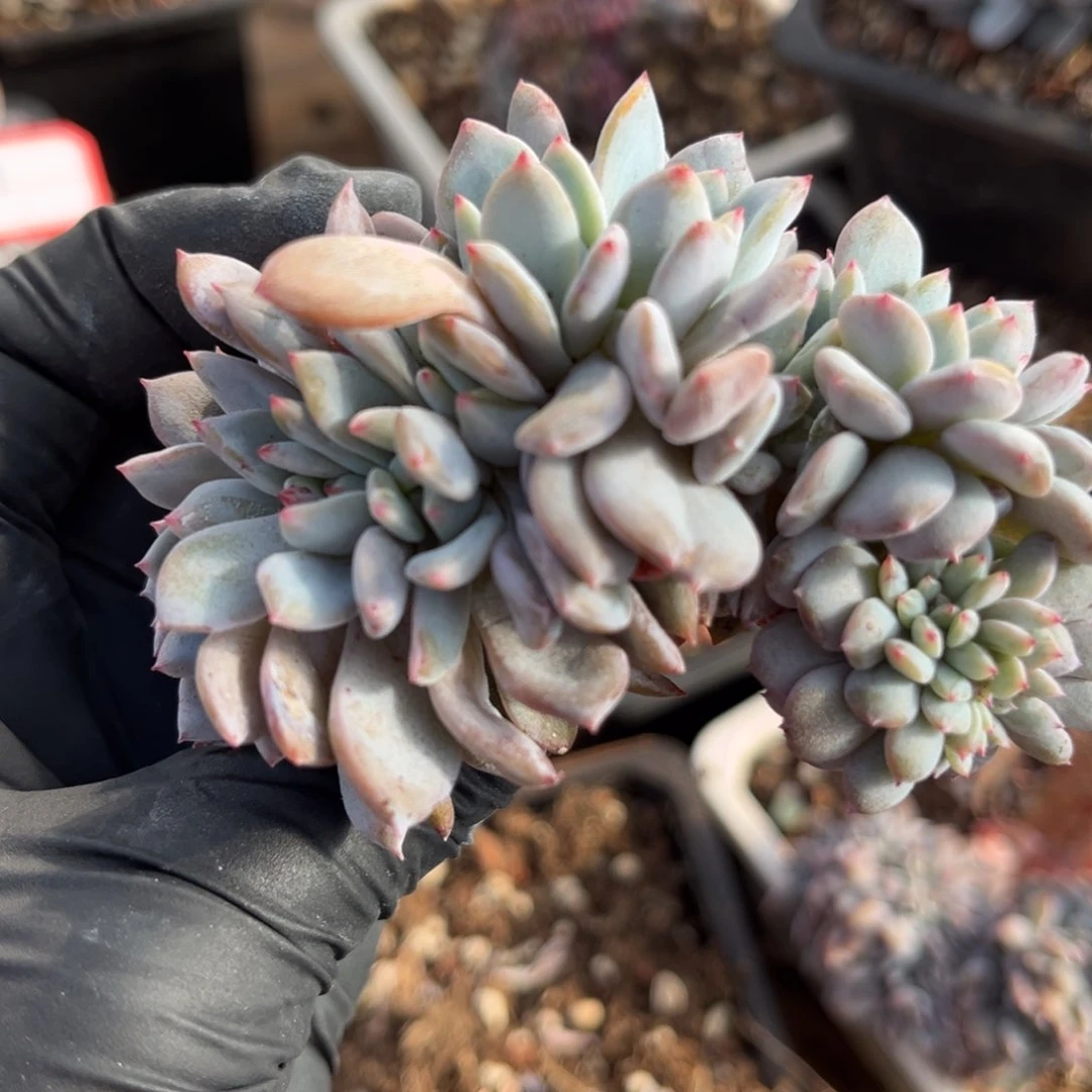 静****l12336558866555