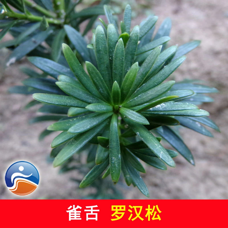 雀舌罗汉松苗 小叶罗汉松树苗 枝多叶小而密高档盆栽绿植罗汉松苗