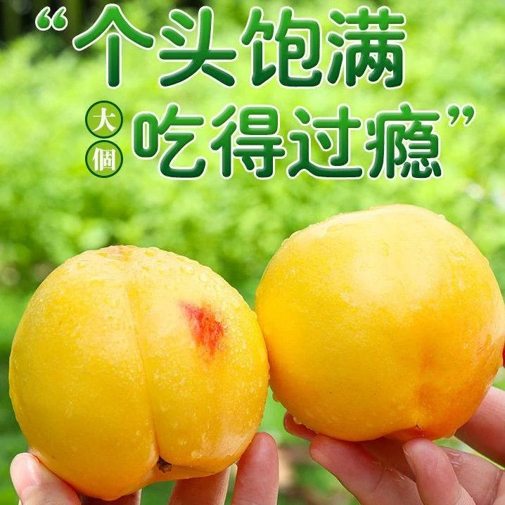山东露天黄油桃中油4号硬吃脆甜放软爆汁当天摘当天发货顺丰包邮