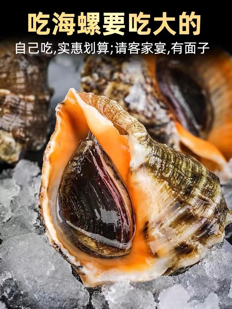 连云港海捕海螺鲜活发货3斤