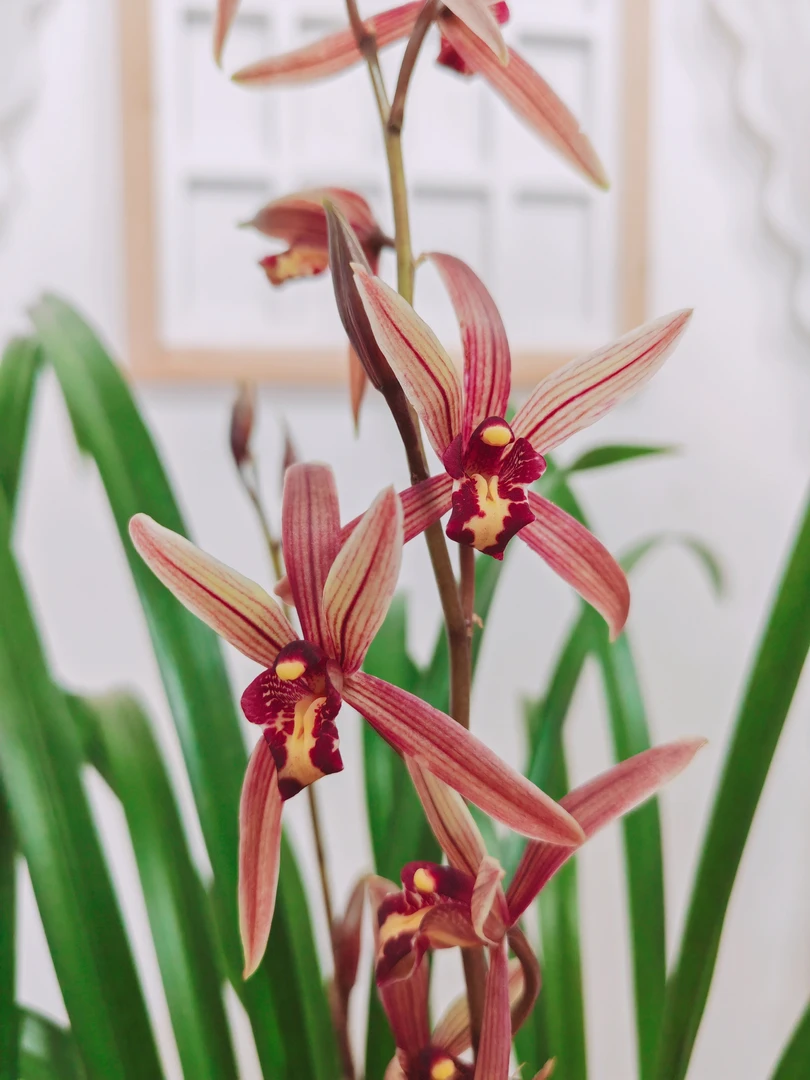 A蕙兰年宵花 状元红 兰花红花浓香型【5苗】