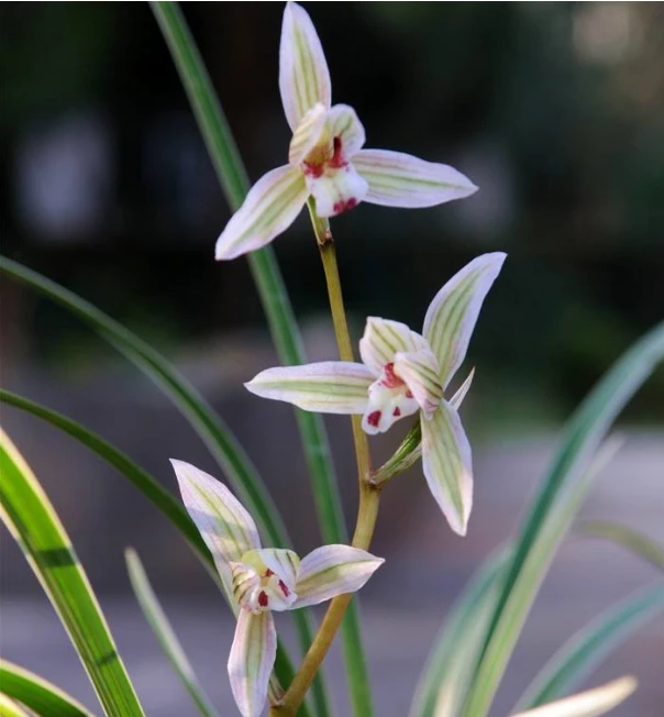 莲瓣兰翠晶叶花双艺