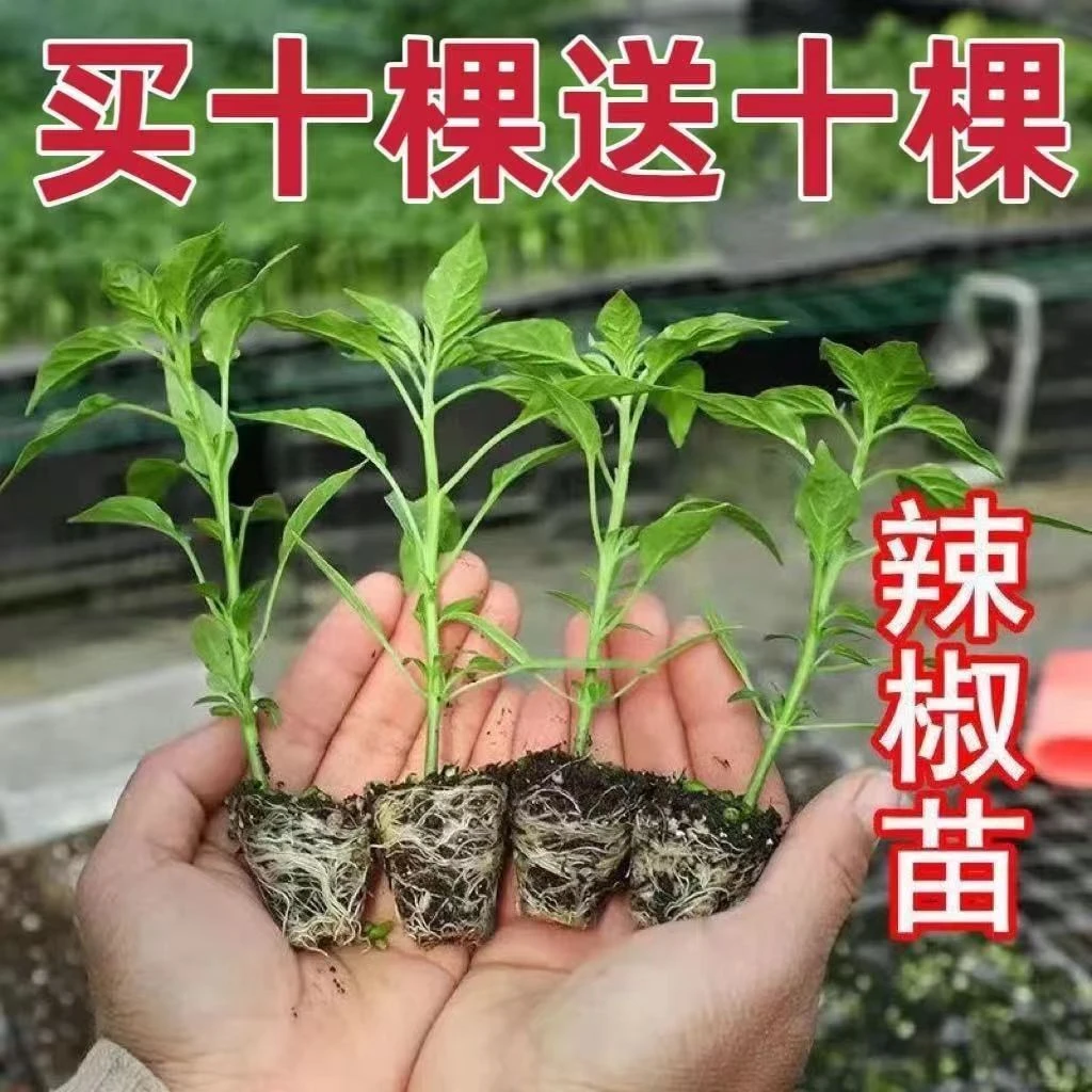 螺丝椒辣椒苗高产香辣特大辣椒种籽螺丝椒薄皮南方盆栽蔬菜苗秧孑