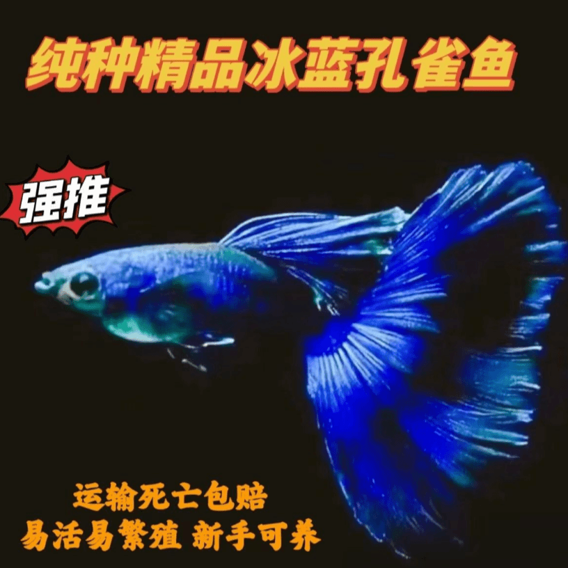 冰蓝孔雀鱼小型热带鱼