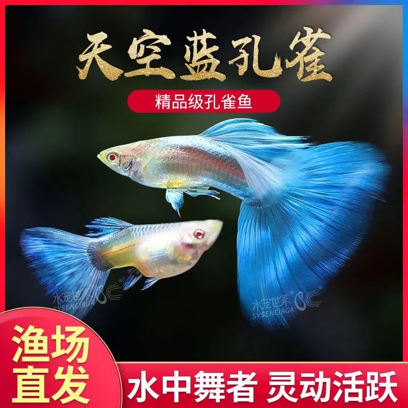 天空蓝孔雀鱼5送1备损