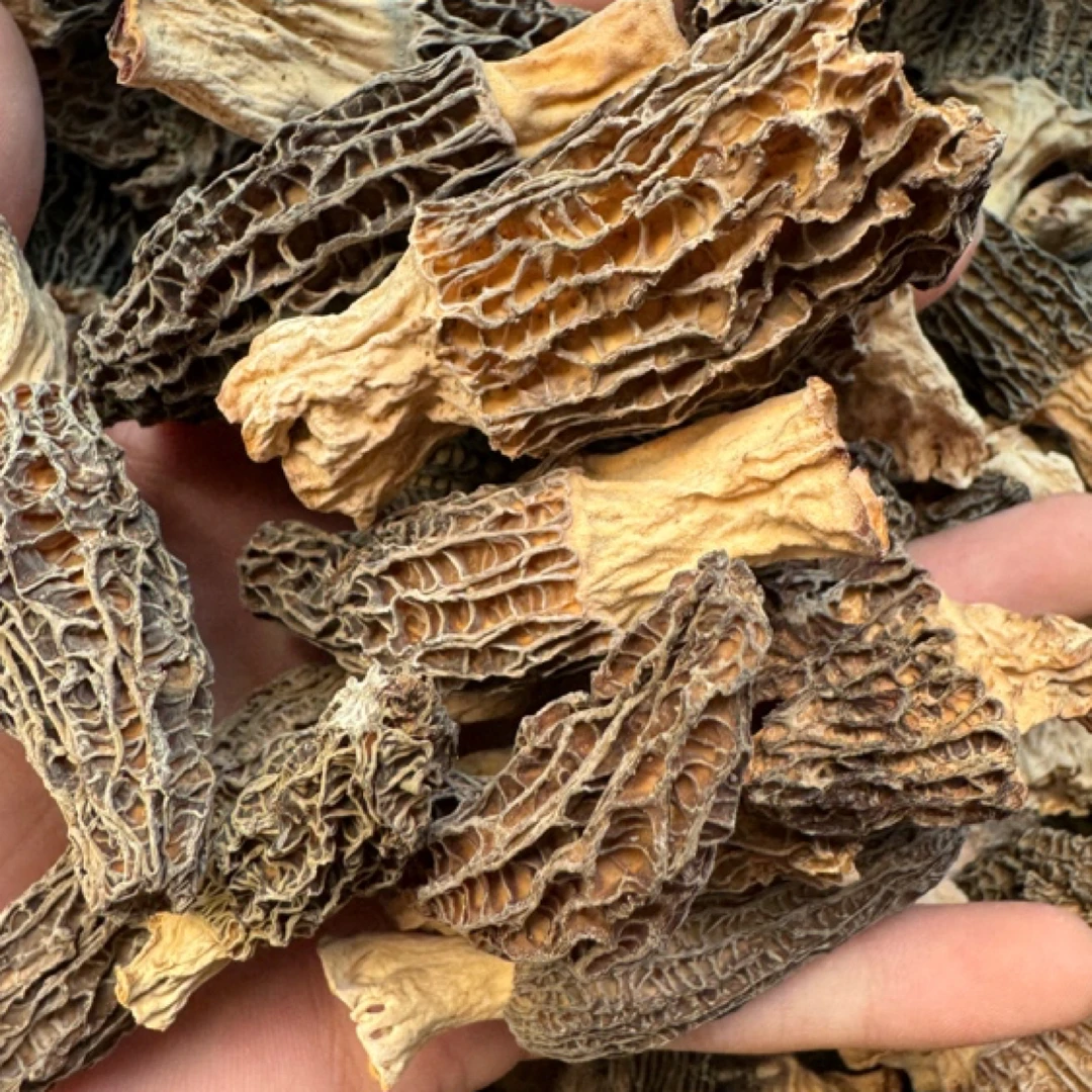 农户现收羊肚菌干活类