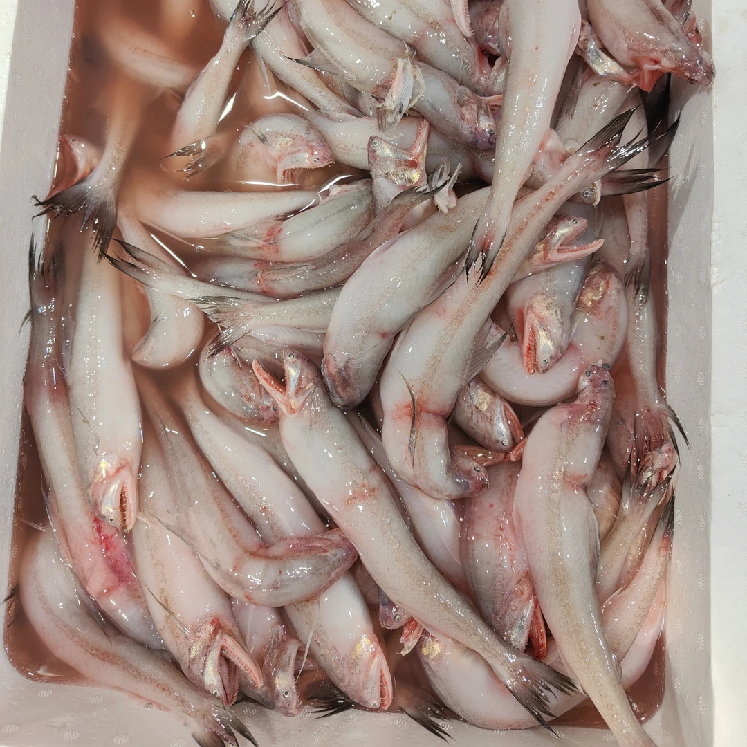 新鲜冷冻豆腐鱼九肚鱼超大个头连云港码头精选鲜活龙头鱼水淀鱼包