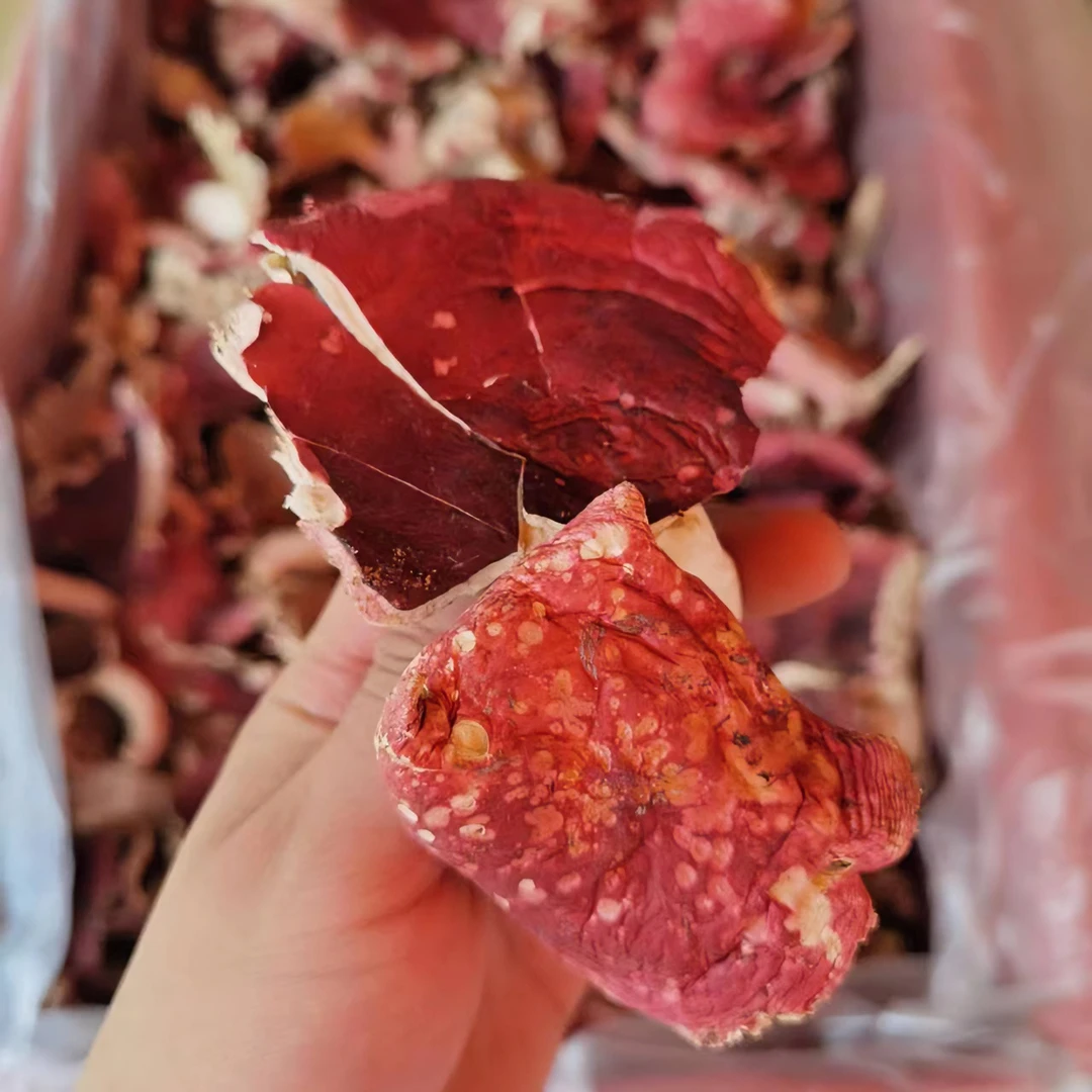 正宗野生红菇干货红菌子500G野生菌500g包邮正红菇红蘑菇野生蘑菇