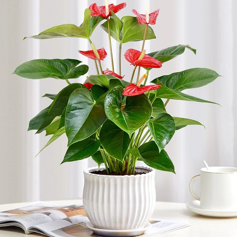 带花绿植花卉红掌盆栽白掌盆栽一帆风顺水培土培盆栽好养易活粉掌